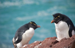 pinguin-magellan_terres-de-charme_argentine